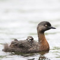 New Zealand Dabchick